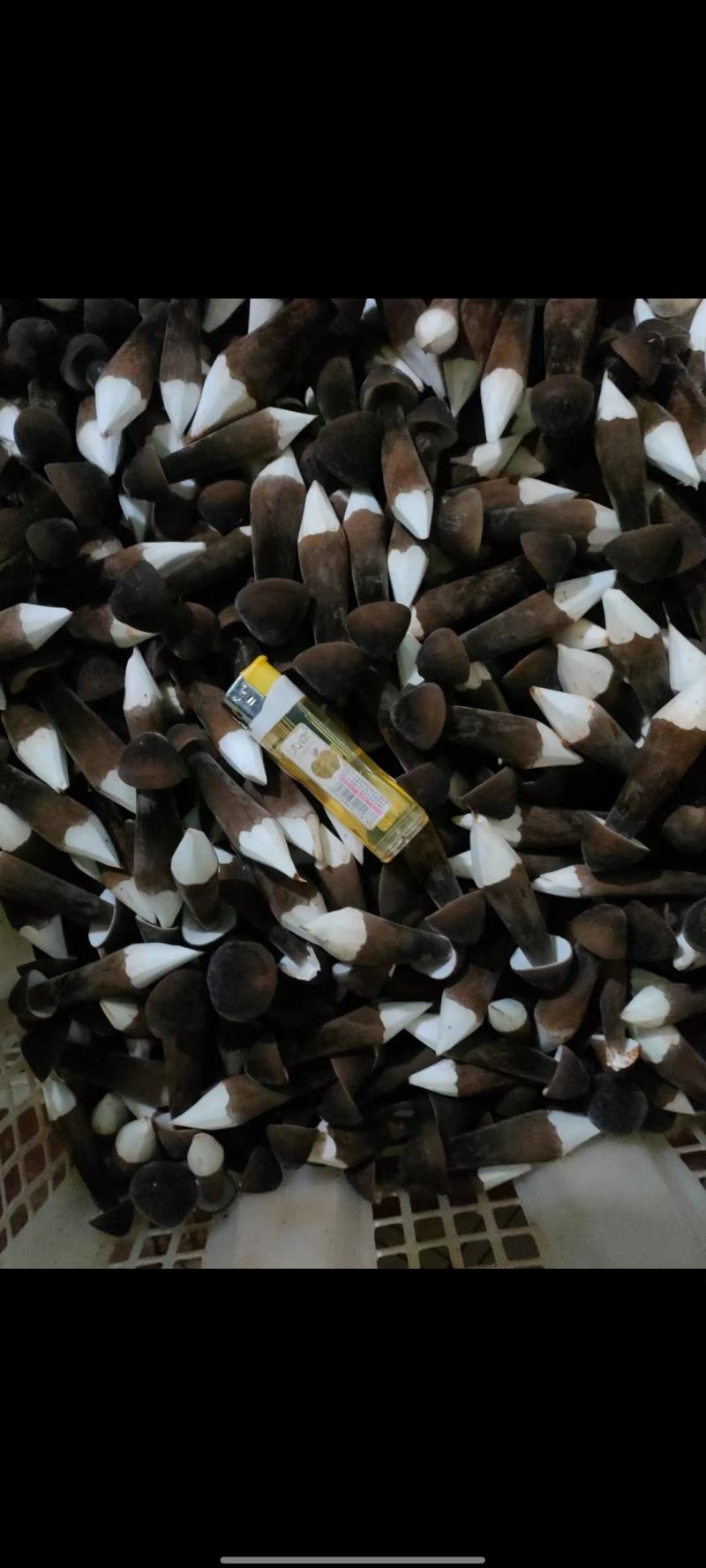 湖南永州黑皮鸡枞菌基地直供，一手货源当日采次日发，保质量