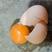 土鸡蛋农家鸡蛋保质保量可批发可零售只对接苏州吴江地区