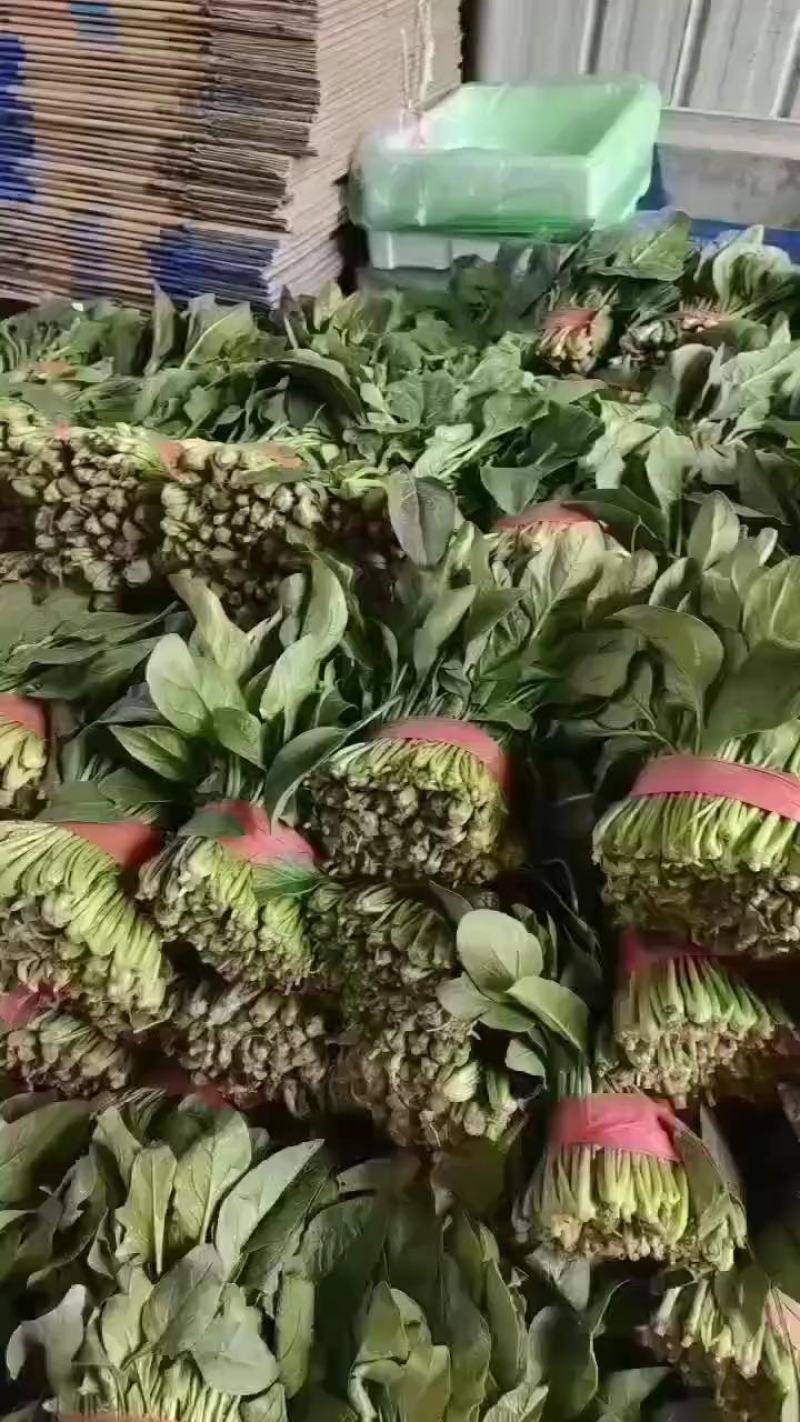 聊城精品菠菜大量供应，货源充足，质量好，代发全国。