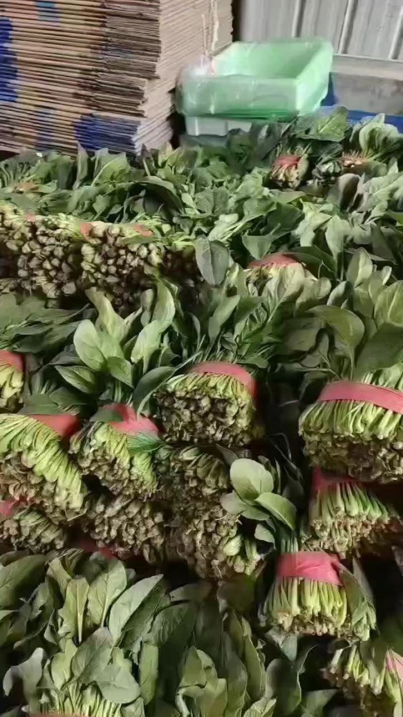聊城精品菠菜大量供应，货源充足，质量好，代发全国。