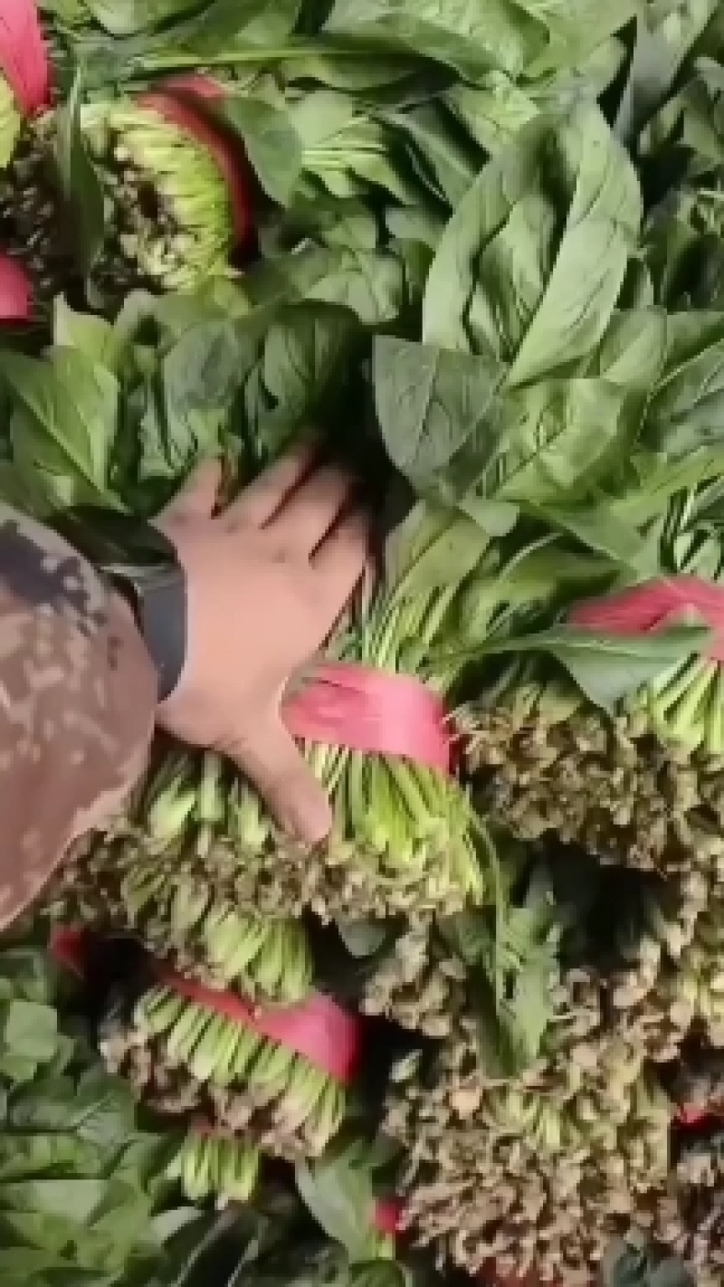 聊城精品菠菜大量供应，货源充足，质量好，代发全国。