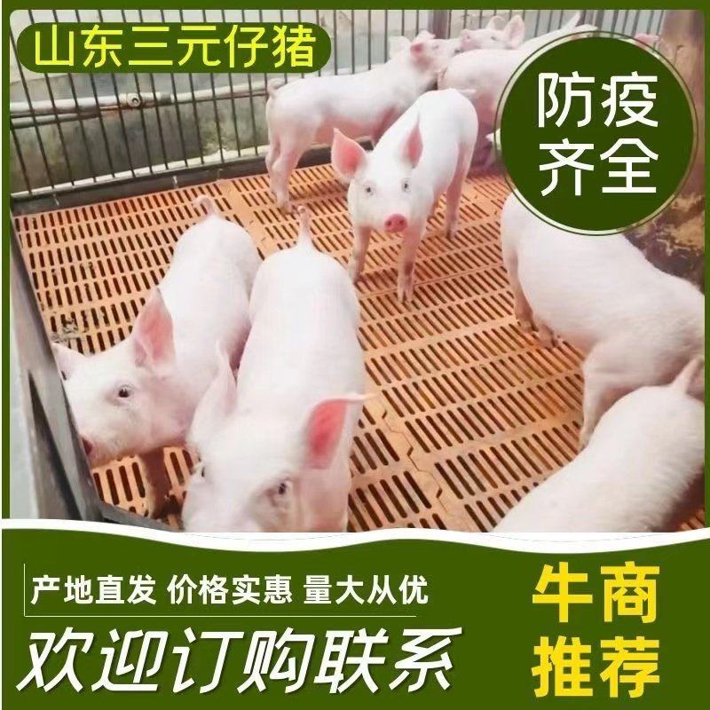 山东三元仔猪品种纯正，好饲养，抗病强，耐粗料，防疫到位，