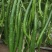 线椒种子新加长三号深绿色长条顺直辣味强结果多高产