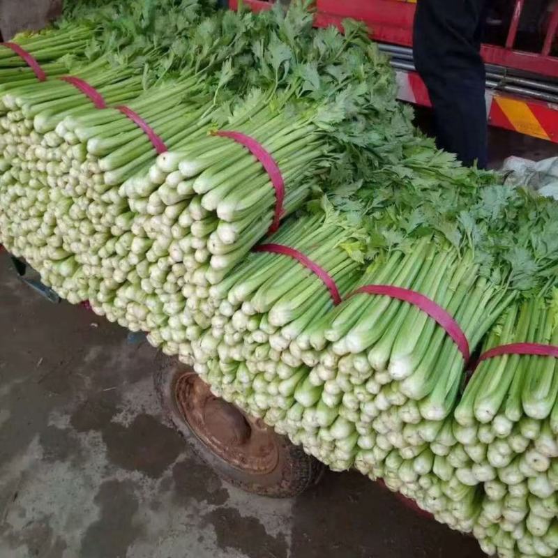 苗场有苗裸根芹菜苗穴盘芹菜苗丝瓜苗白菜苗抗病高产路损包赔