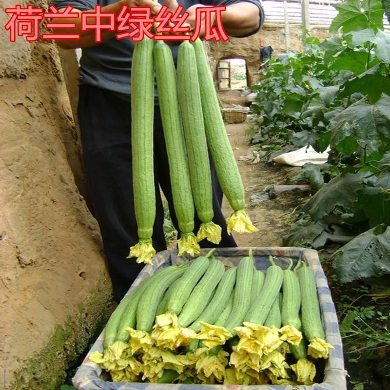 苗场有苗裸根芹菜苗穴盘芹菜苗丝瓜苗白菜苗抗病高产路损包赔