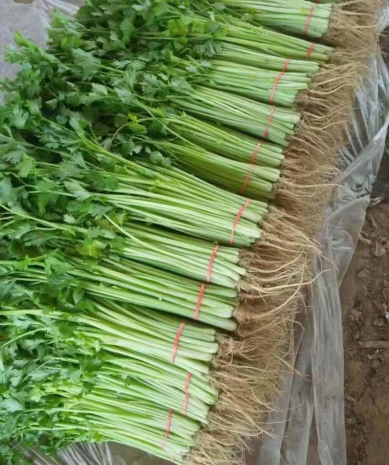苗场有苗裸根芹菜苗穴盘芹菜苗丝瓜苗白菜苗抗病高产路损包赔