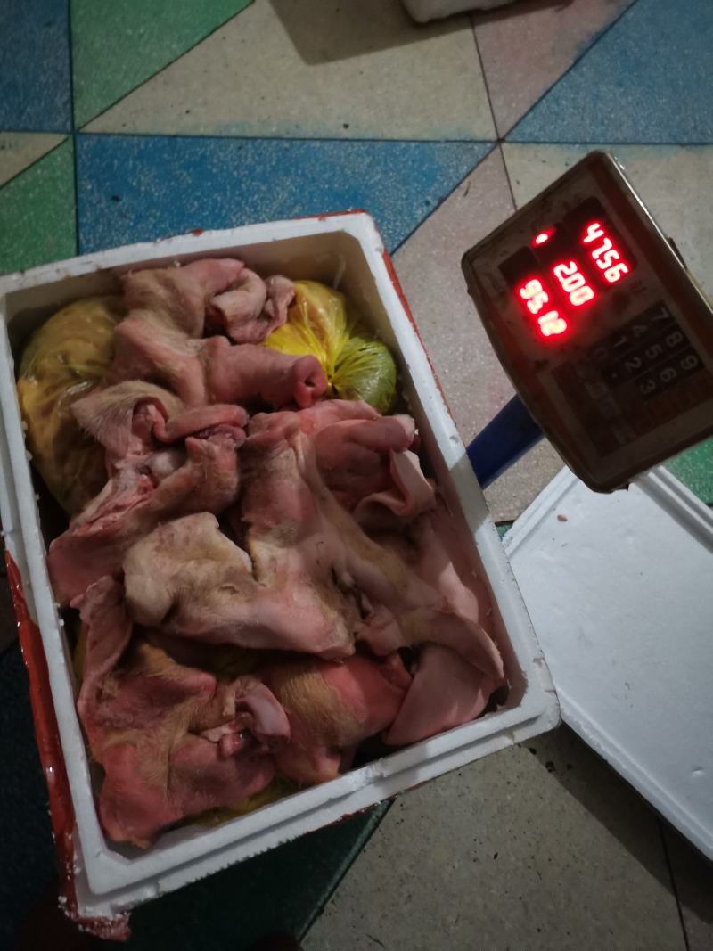 新鲜无耳朵猪头皮，收回来放在冷库打硬用泡沫箱包装发货。