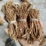 五指毛桃无硫小扎把