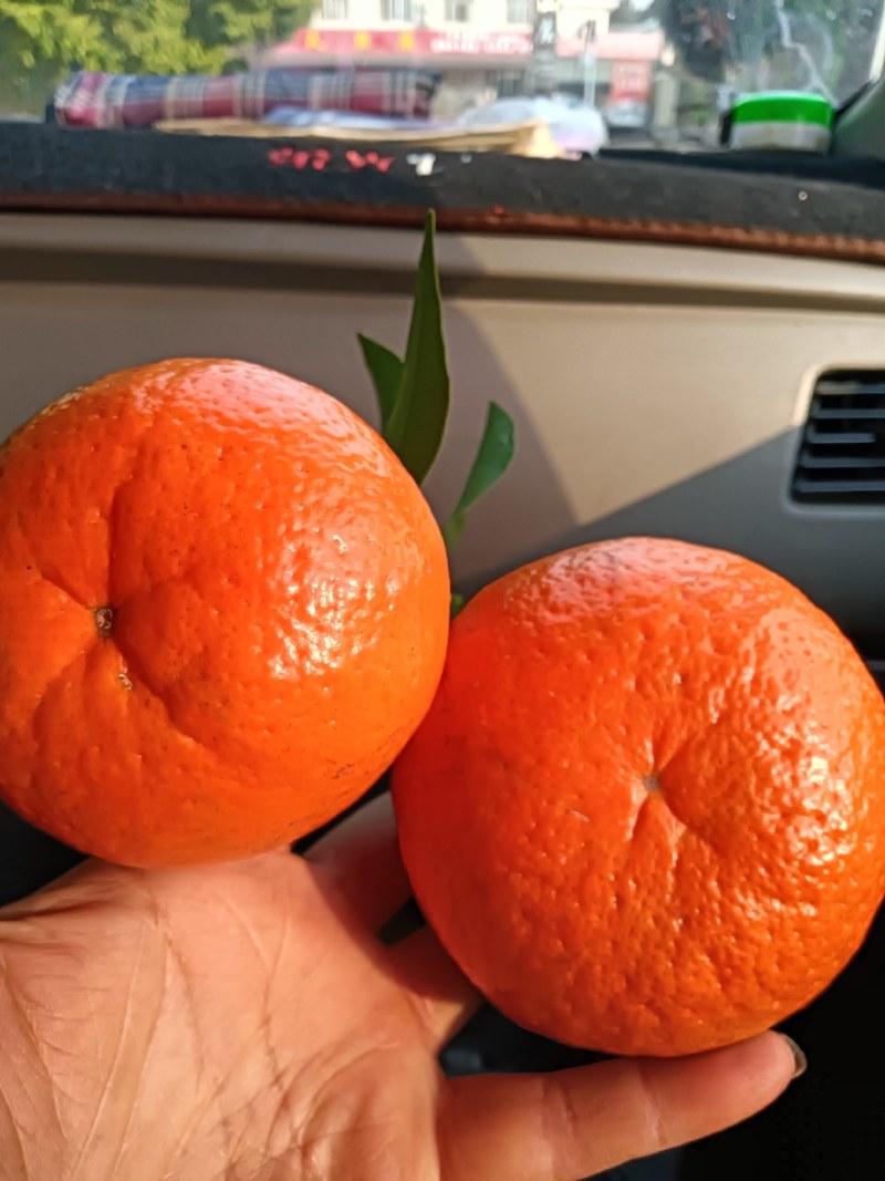精品沃柑，品质保证，口感香甜多汁，欢迎各地老板来电订购。