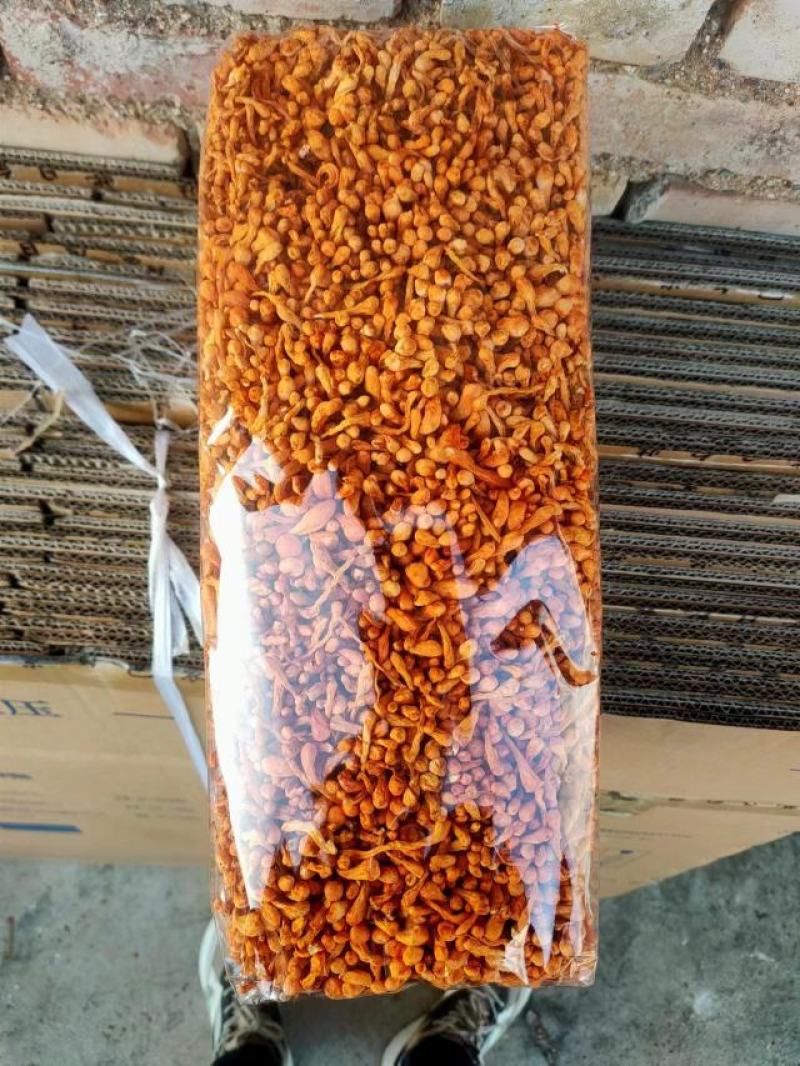 虫草花干货内蒙产地货源批发北虫草新鲜金虫草煲汤