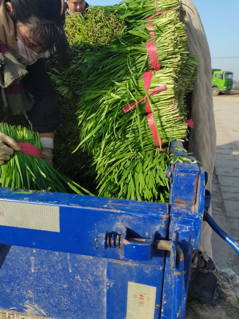 河南商丘精品韭菜大量上市