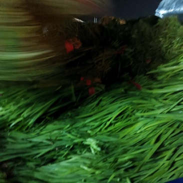 河南商丘精品韭菜大量上市