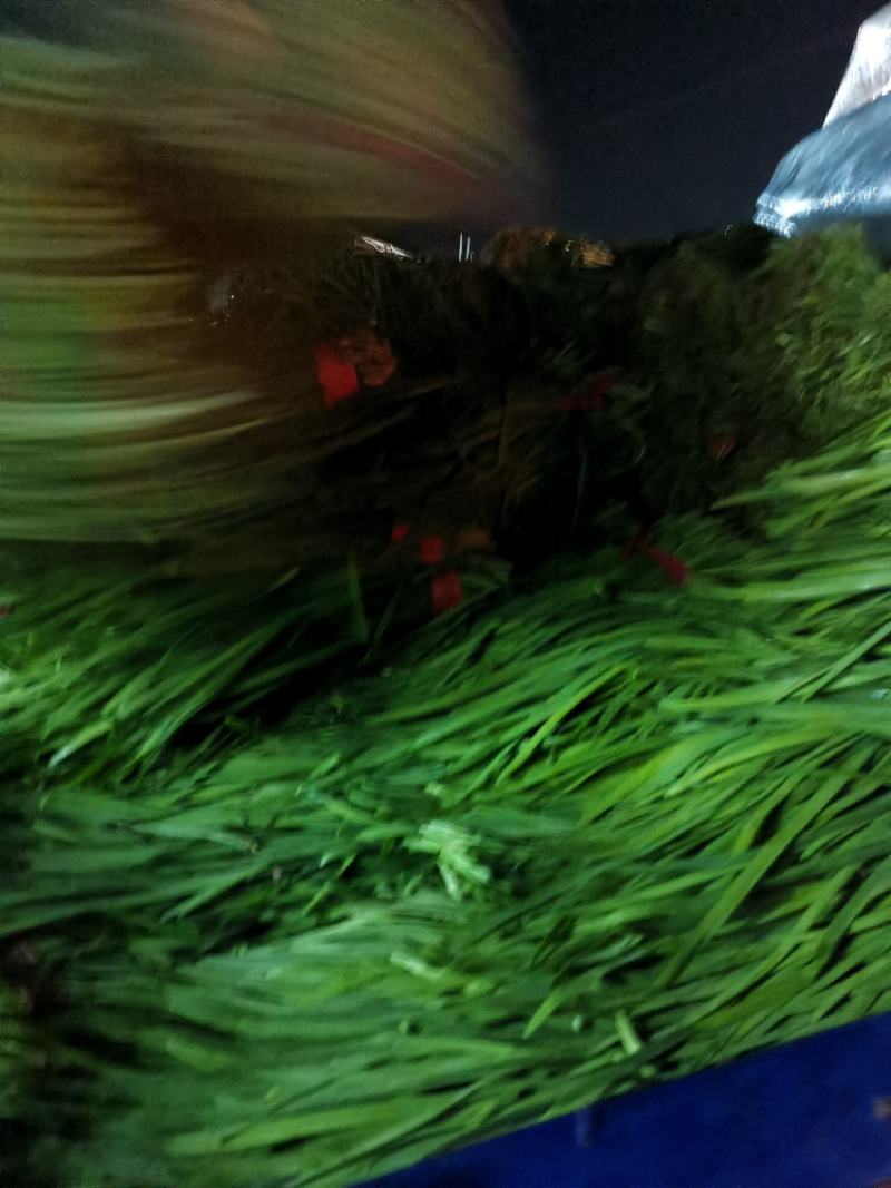 河南商丘精品韭菜大量上市