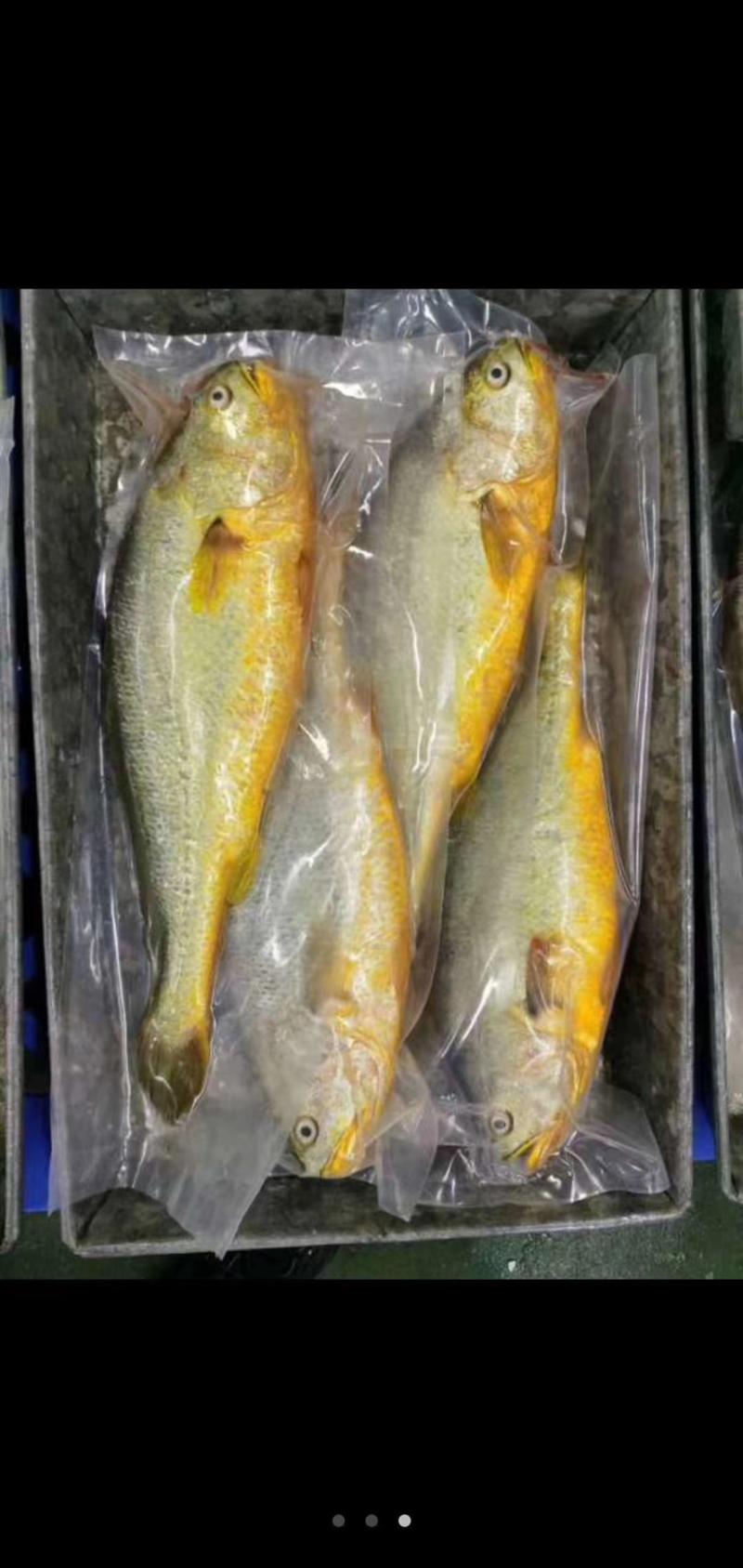 大黄鱼黄花鱼约500g/条基地发货可一件代发