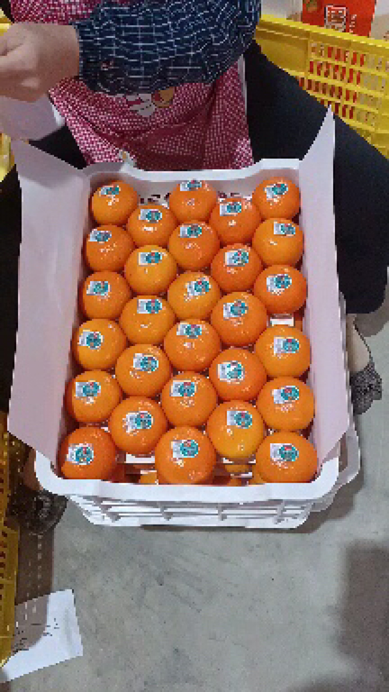 广西精品沃柑，货源稳定果园现摘，提供一条龙欢迎来电
