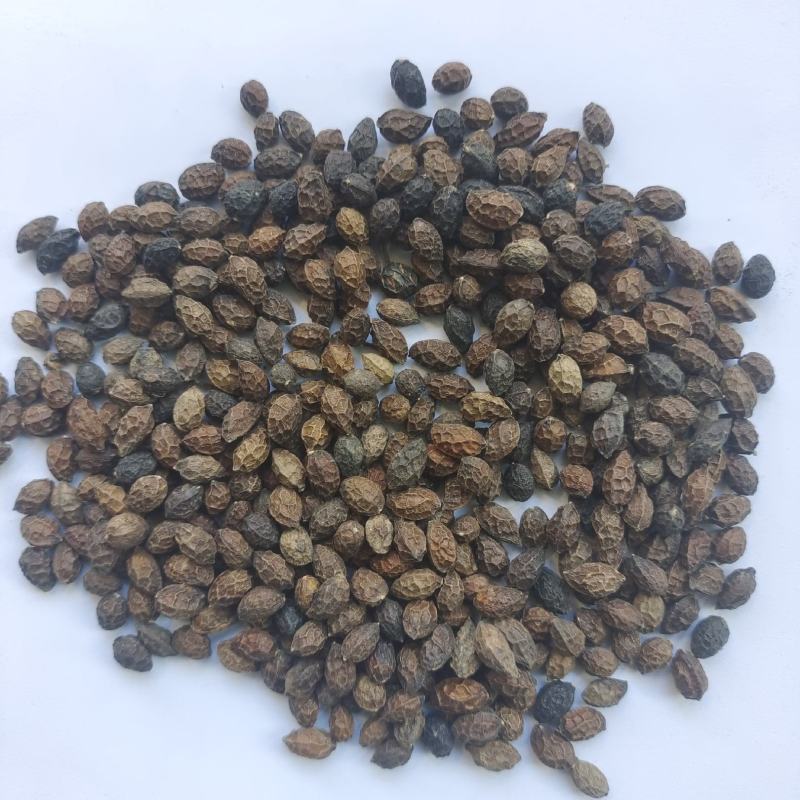 鸦胆子鸦胆子统货产地广西省地道药材紫轩堂药业