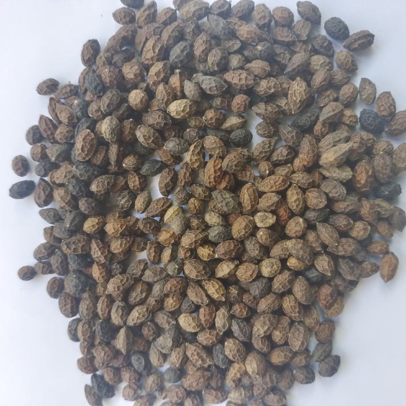 鸦胆子鸦胆子统货产地广西省地道药材紫轩堂药业