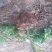 春见柑橘苗