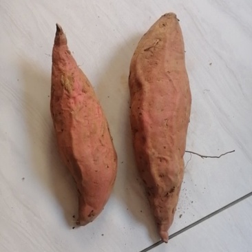 烟薯25