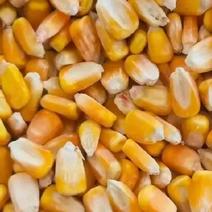 干玉米粒，国标二级，13个水以内，50吨起售