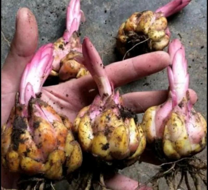 百合种球重瓣荷兰进口浓香型包成活包对版家庭园艺花卉精选