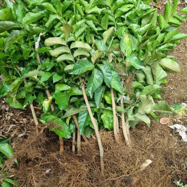 大量供应金钢黄皮苗
