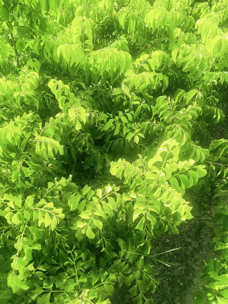 大量供应金钢黄皮苗