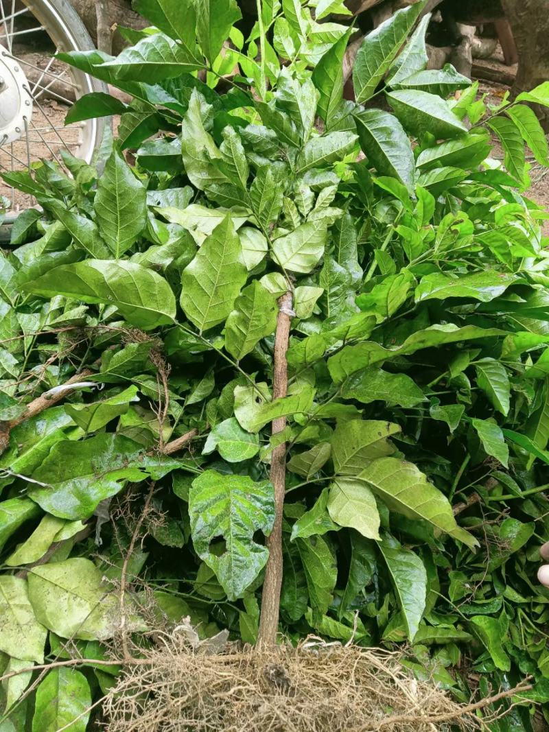 大量供应金钢黄皮苗