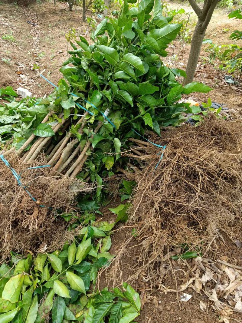 大量供应金钢黄皮苗