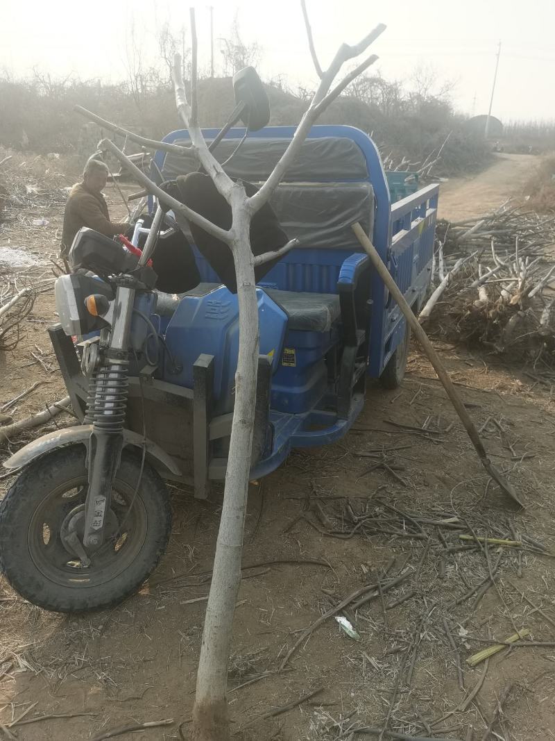 核桃树各种规格