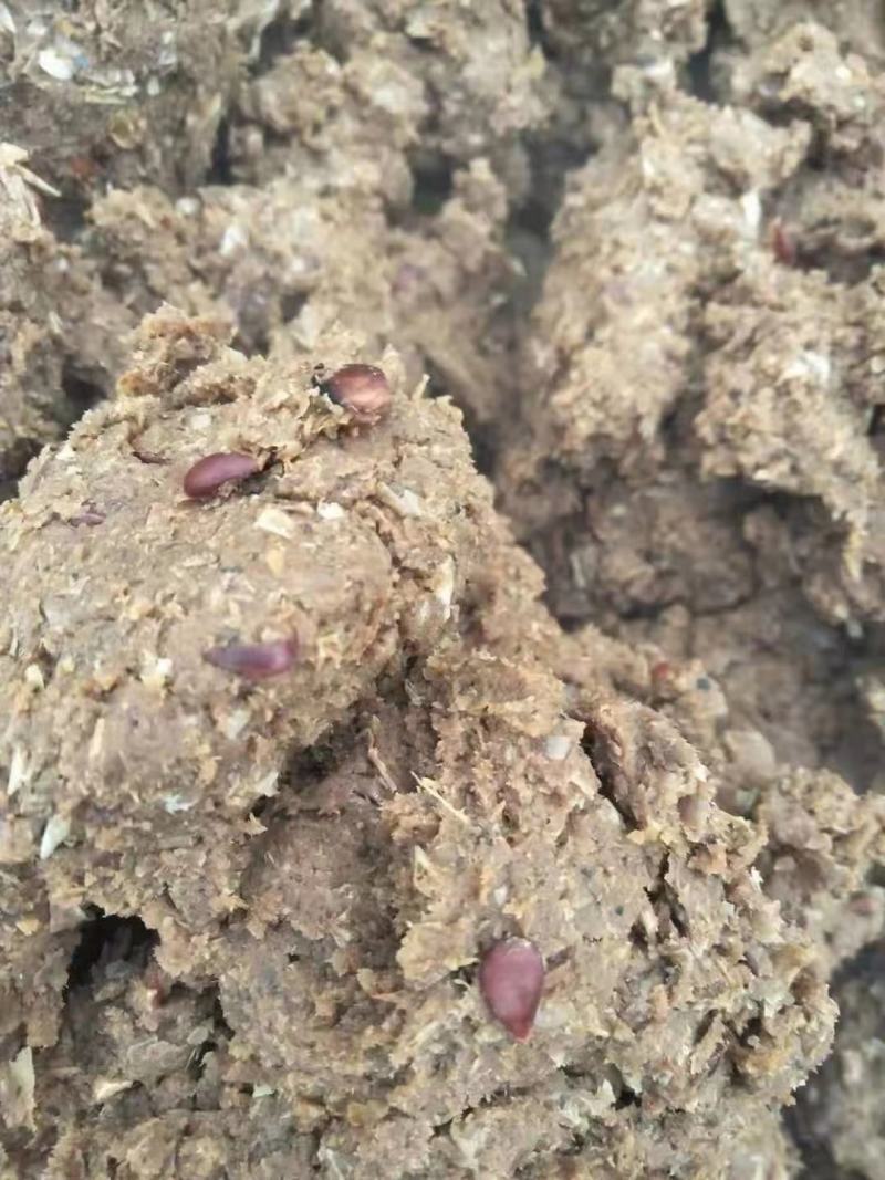 脱水果渣养殖户养殖场使用牛羊猪饲料原料质量稳定