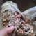 平菇菌渣，改善土壤，有机肥，营养土的好佐料