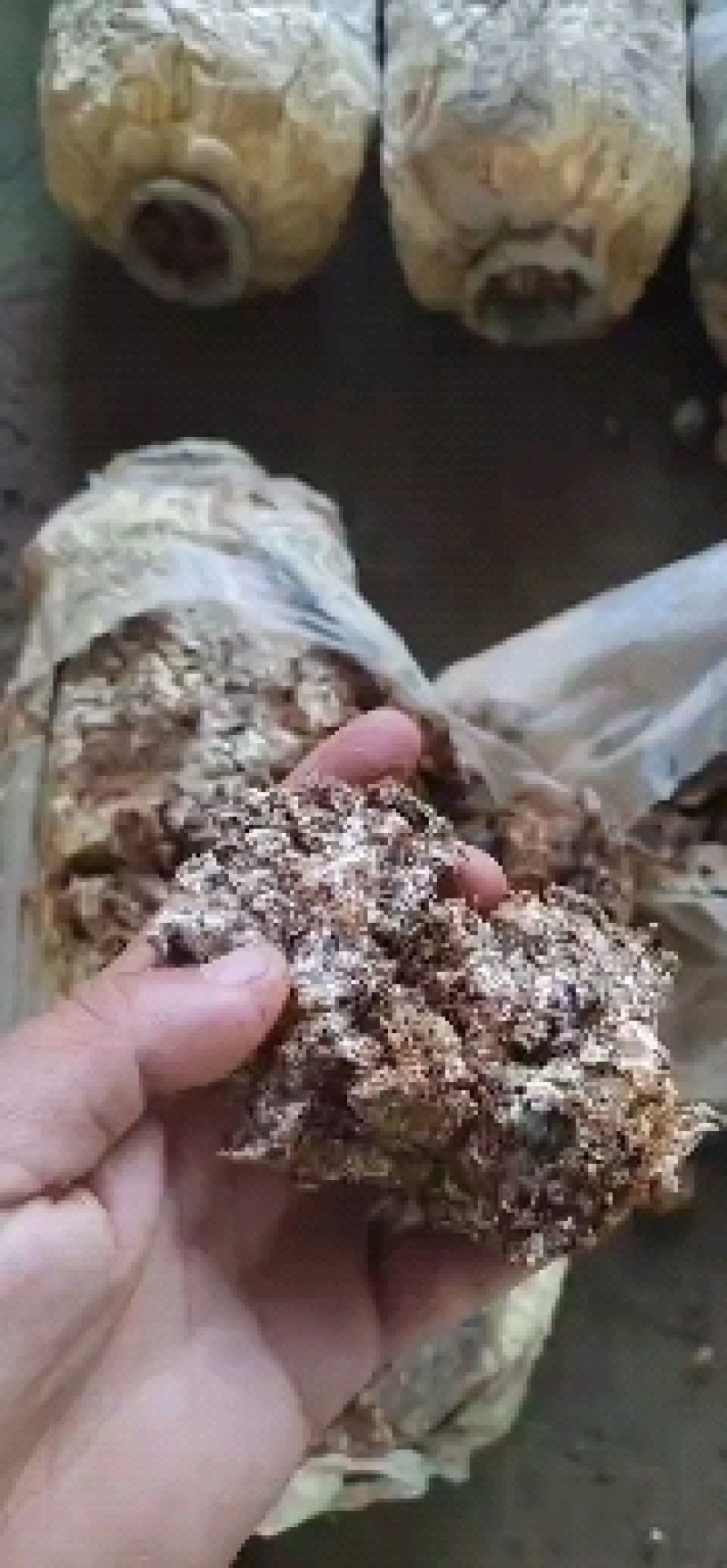 平菇菌渣，改善土壤，有机肥，营养土的好佐料