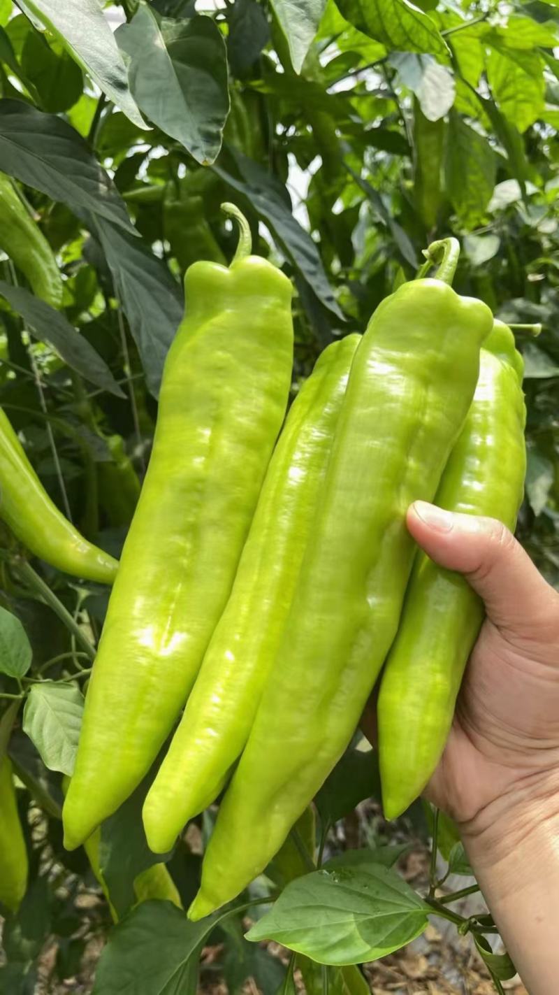 优美春喜黄皮椒优美518抗病耐寒热辣椒