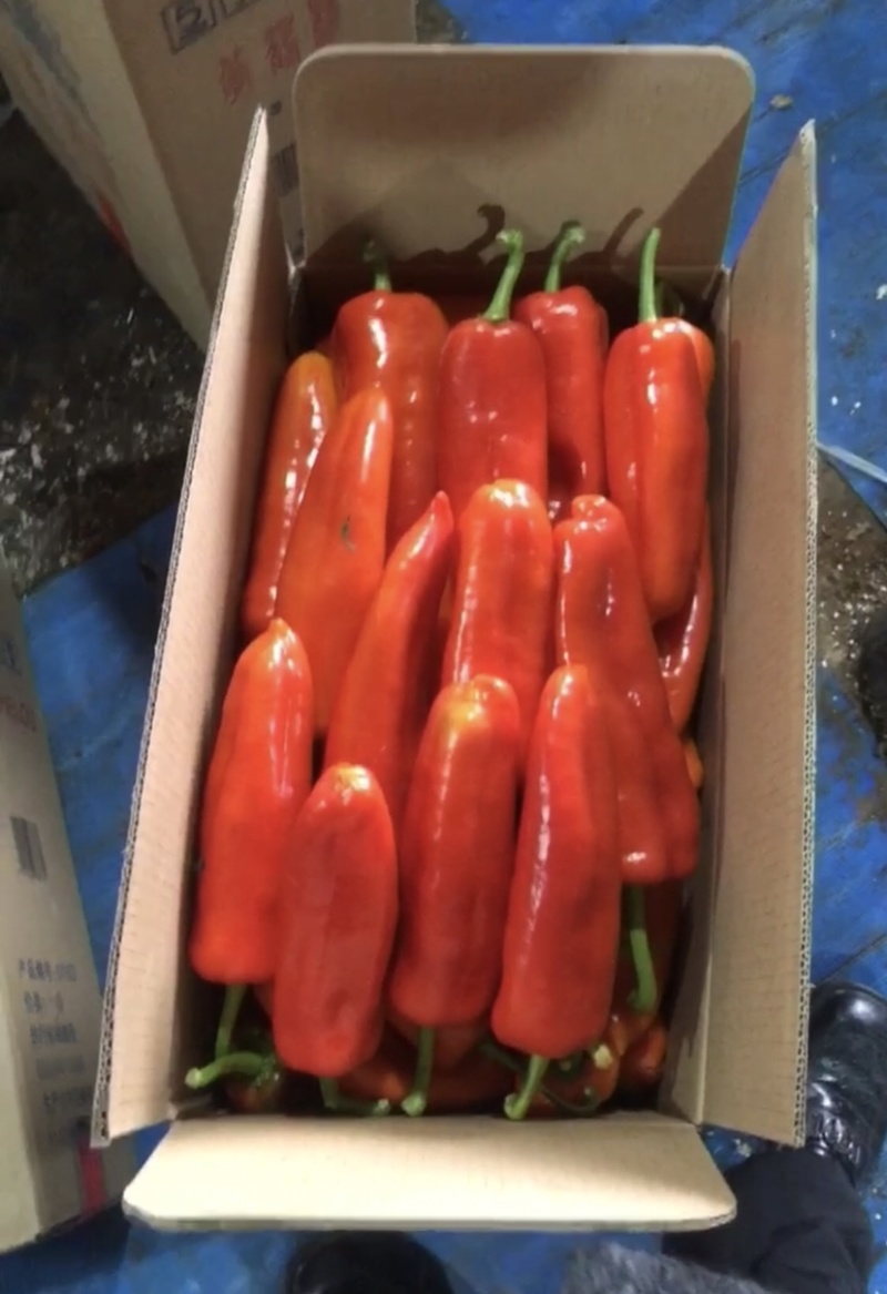 A江苏本地鲜辣椒精品红椒批发货源充足，现摘现发，欢迎洽谈