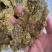 棉籽饼牛羊育肥饲料原料油脂含量高厂家直销价格实惠