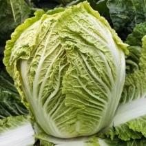 湖北荆门黄心大白菜价格实惠叶绿大量供应市场全国批发