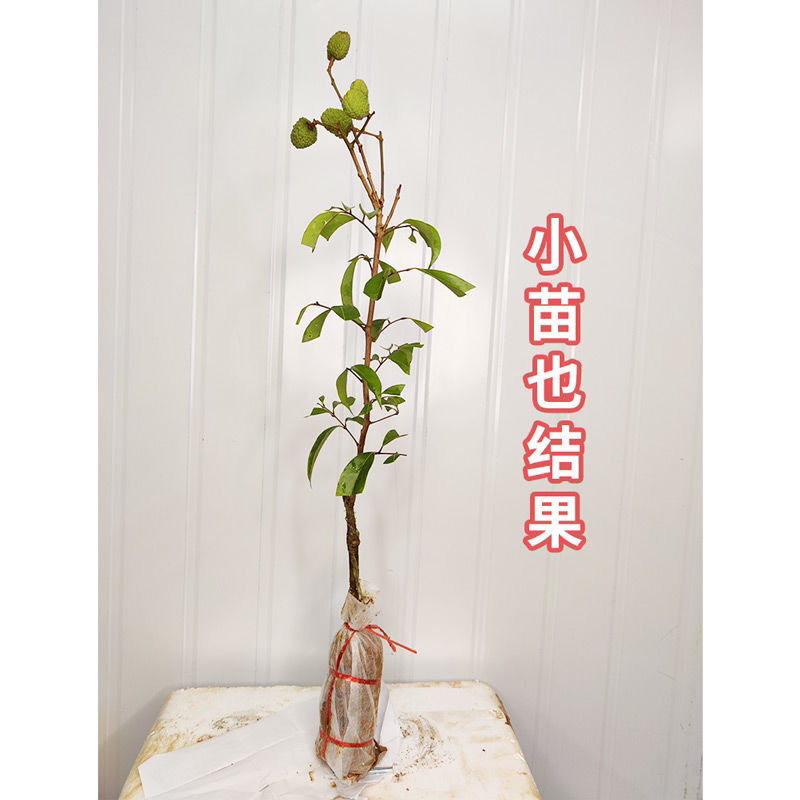 冰荔荔枝树苗嫁接无核荔枝苗桂味荔枝苗妃子笑鸡嘴荔枝苗带土