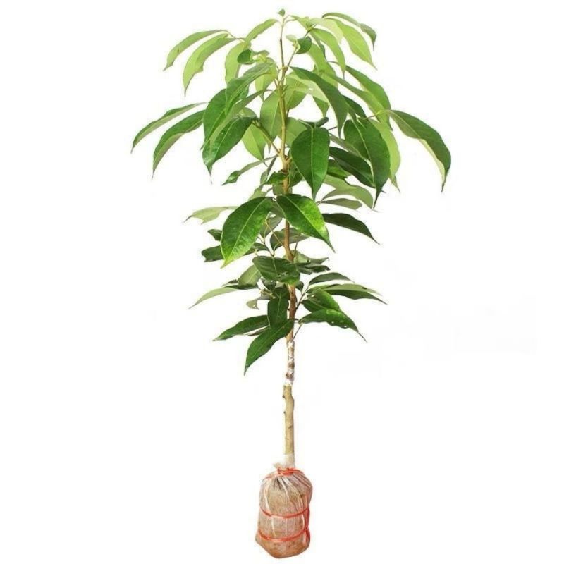 冰荔荔枝树苗嫁接无核荔枝苗桂味荔枝苗妃子笑鸡嘴荔枝苗带土