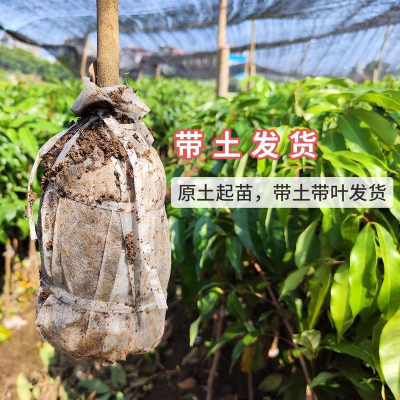 冰荔荔枝树苗嫁接无核荔枝苗桂味荔枝苗妃子笑鸡嘴荔枝苗带土