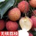 冰荔荔枝树苗嫁接无核荔枝苗桂味荔枝苗妃子笑鸡嘴荔枝苗带土