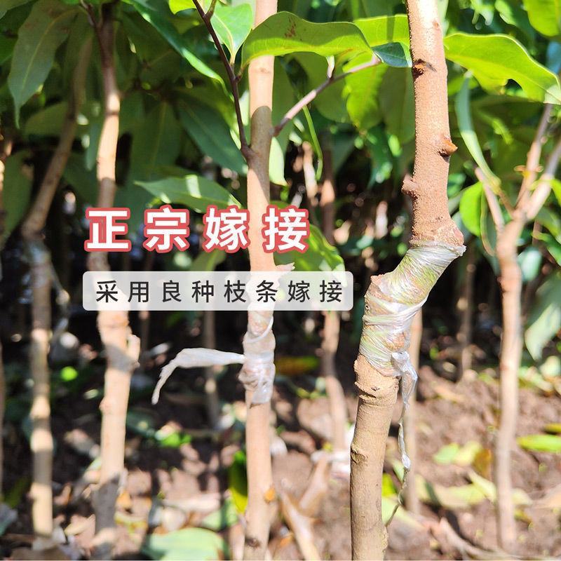 冰荔荔枝树苗嫁接无核荔枝苗桂味荔枝苗妃子笑鸡嘴荔枝苗带土