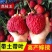 冰荔荔枝树苗嫁接无核荔枝苗桂味荔枝苗妃子笑鸡嘴荔枝苗带土