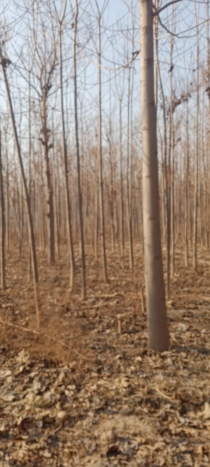 土地合同到期，桐树低价处理。