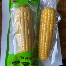18到20公分大棒真空甜糯玉米大量批发全年可供批发