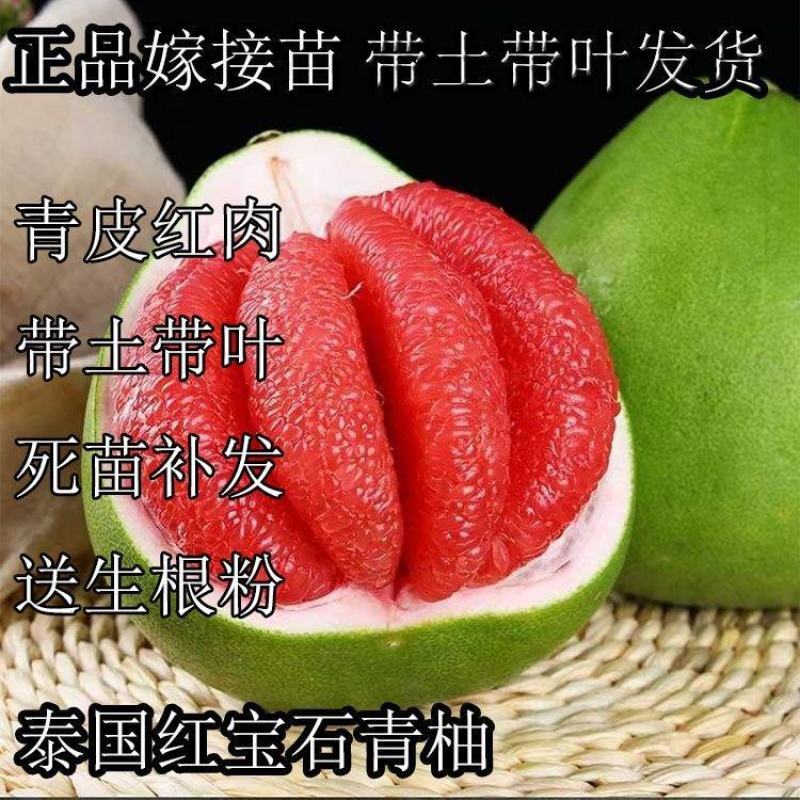 正宗泰国红宝石青柚苗青皮红肉柚子苗红心蜜柚苗纯正批发