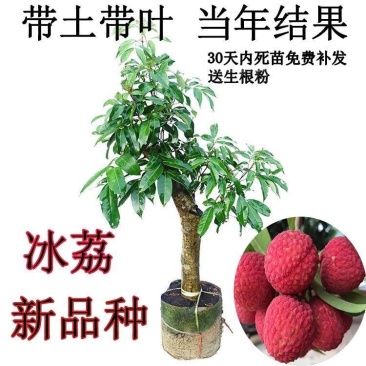 新品种冰荔荔枝树苗高压苗矮化盆栽水果苗带土带叶大苗当年挂