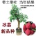 新品种冰荔荔枝树苗高压苗矮化盆栽水果苗带土带叶大苗当年挂