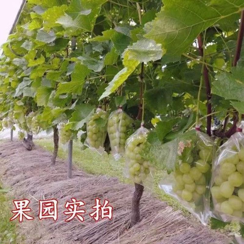 特大果【雄宝葡萄树苗】新品种葡萄苗南北方盆栽地栽种植