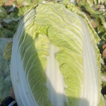 黄心大白菜湖北产地直发，价格便宜，质量好，欢迎咨询